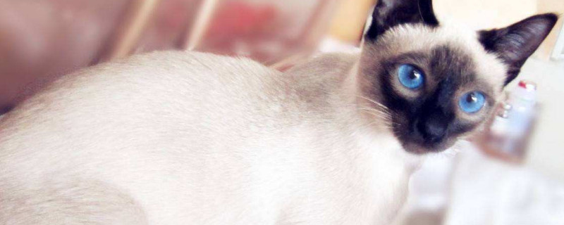 猫打完疫苗多久能洗澡