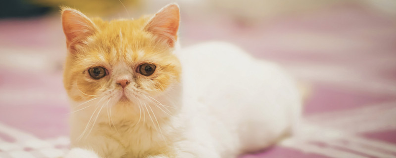 加菲猫分娩前的征兆
