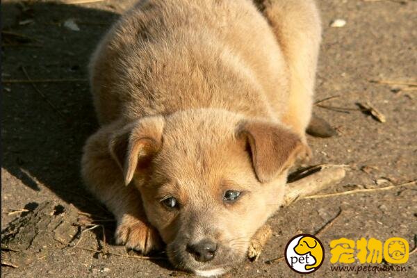 中华田园犬是禁养犬吗，城市内禁养中国土狗是为什么