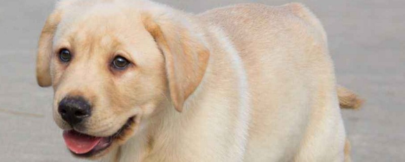拉布拉多犬多少钱一只