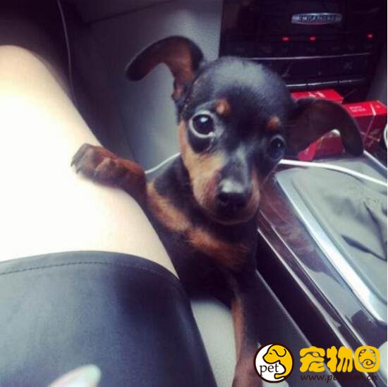 迷你杜宾犬其实不是杜宾，其实就是黑色系小鹿犬