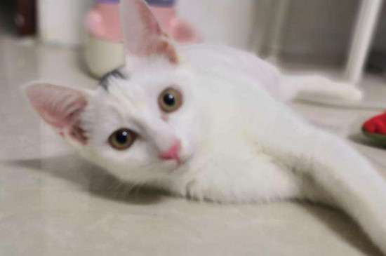 小猫咬人手怎么教育