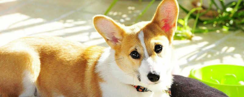 猫粮狗能吃吗，狗吃猫粮会怎样