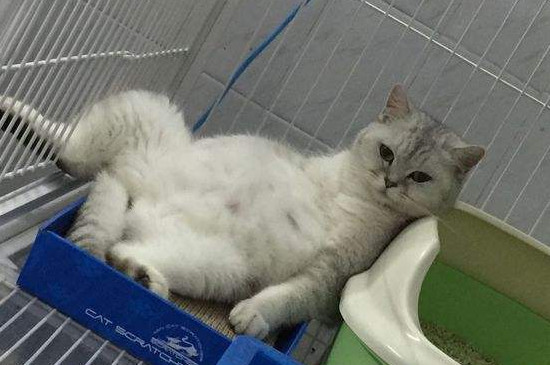 猫打针的疫苗顺序时间