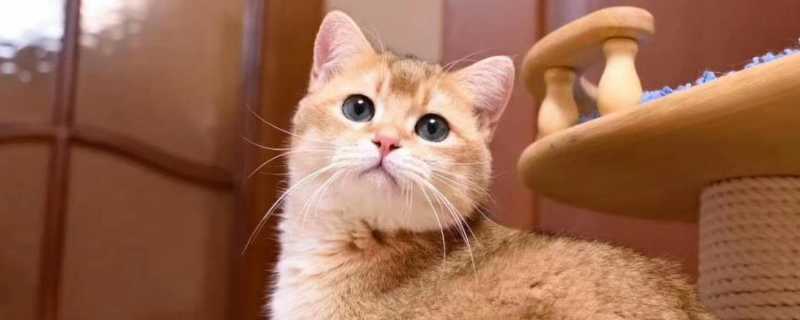 猫上门为什么不能赶走