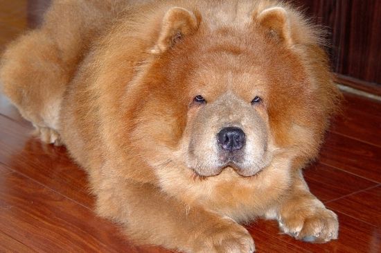 松狮犬好养吗