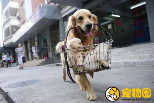 如何训练狗狗大小便，训练的语气要比口令更重要