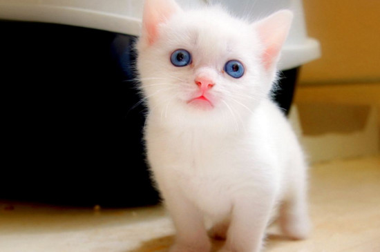 猫咪多大可以绝育