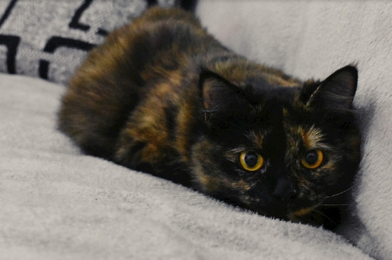 家养猫咪多久驱虫一次