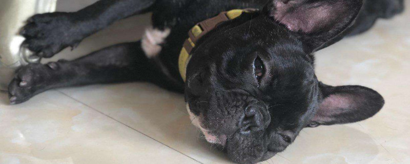 法斗犬多大可以配种