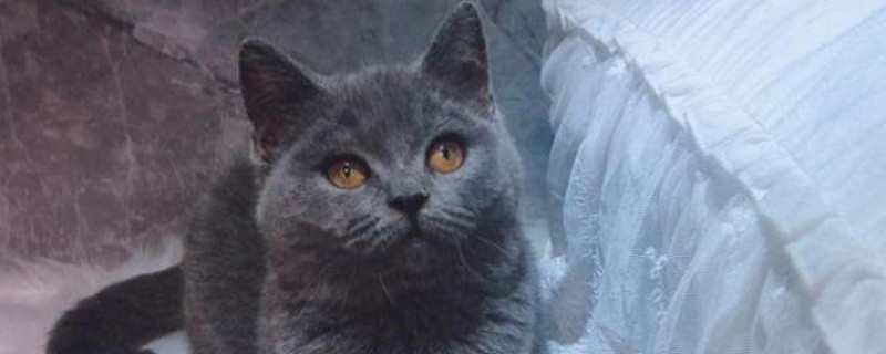 英短蓝猫记仇的表现
