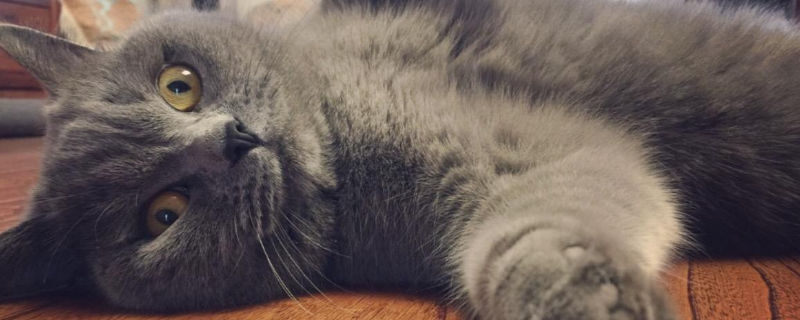蓝猫公猫多大开始发情