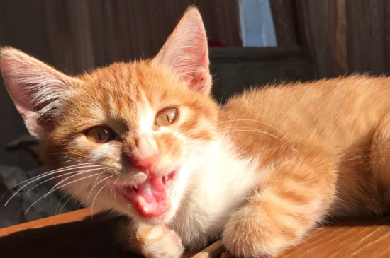 小猫拉稀怎么办，小猫快速止泻的方法