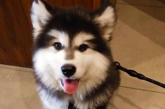 狗狗皮肤病怎么治疗