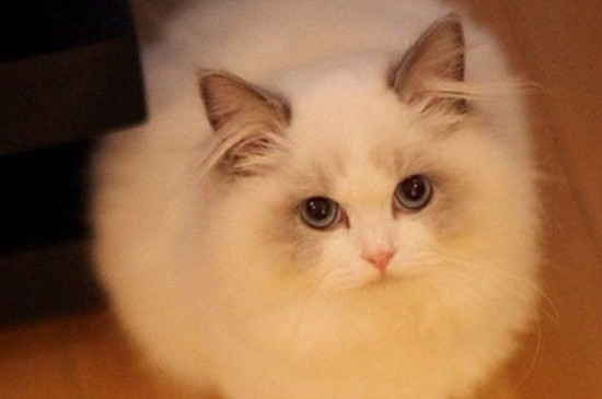 布偶猫为什么这么粘人，其实布偶猫性格像狗一样