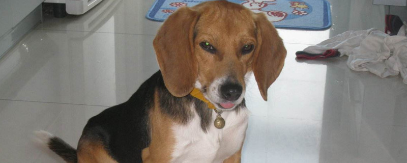 比格犬怕冷吗