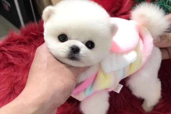 茶杯犬背后的血腥