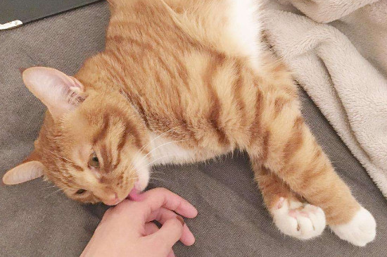 怎么抱猫