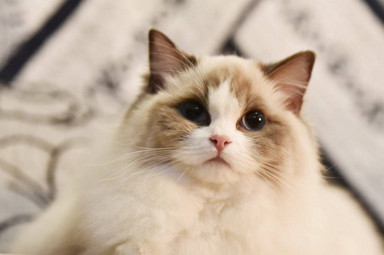 养布偶猫一个月的花费，没钱就真的别养布偶