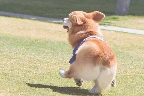 狗狗可以吃蛋糕吗