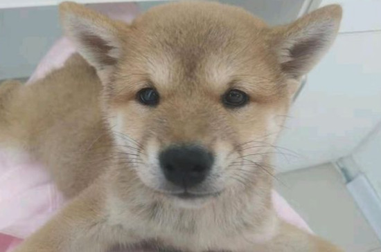 犬瘟怎么治疗