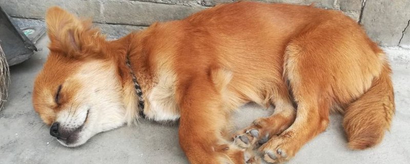 狗狗睡眠时间多久，狗狗一天睡几个小时