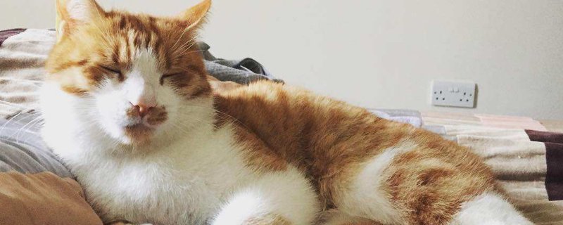 猫有鼻涕怎么办