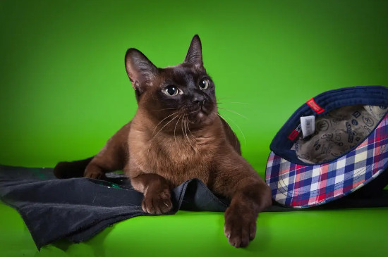 猫吃了老鼠药会自愈吗