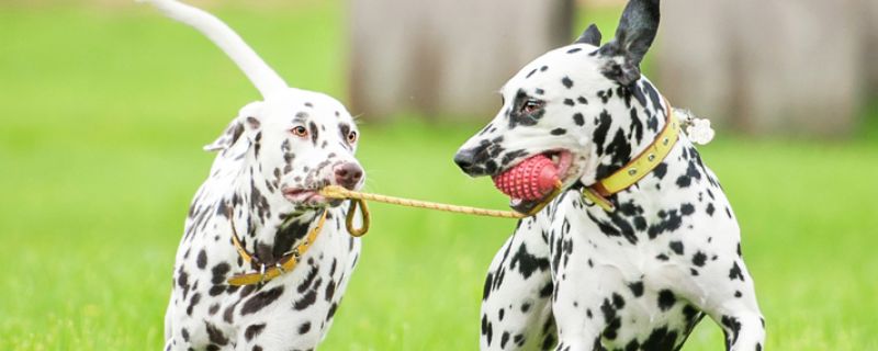犬窝咳怎么治疗