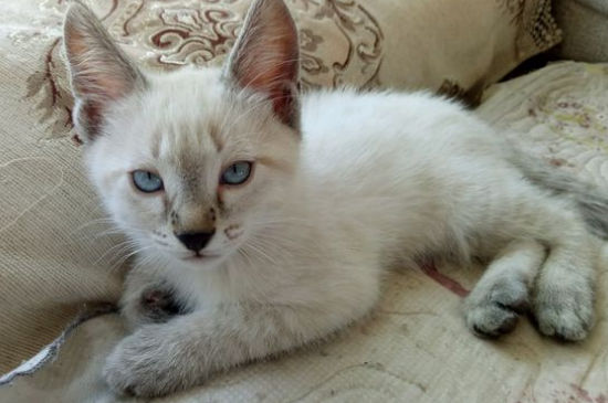 猫的尴尬期是什么意思