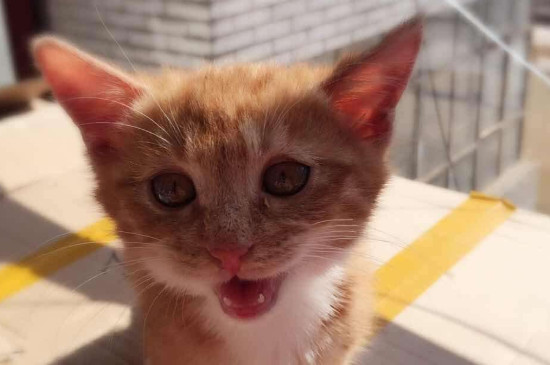 猫能吃猪肝吗
