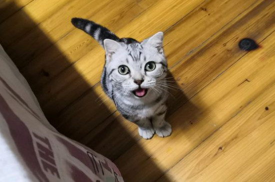 猫咪吐了没消化的猫粮