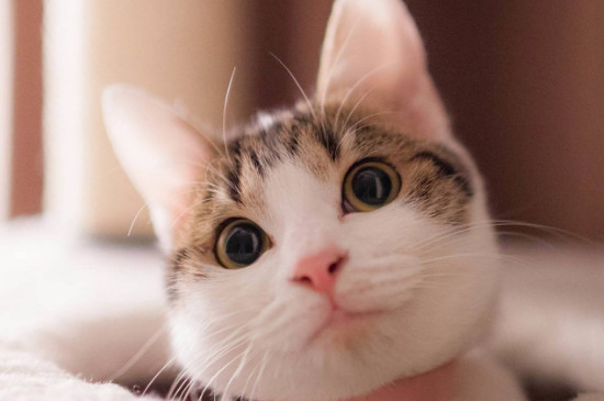 猫鼻头发白怎么办