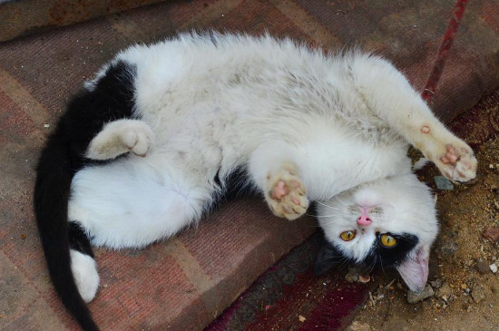 猫打滚表示什么意思