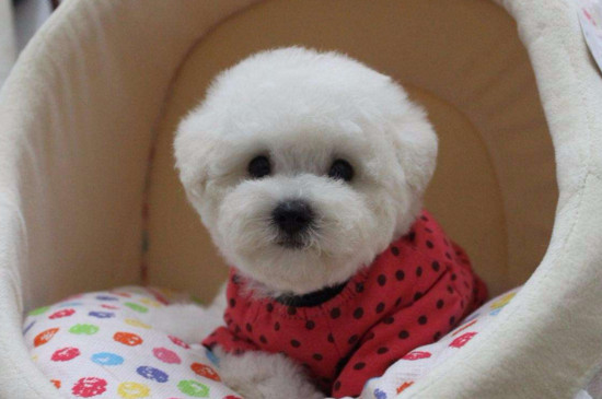 比熊犬和博美哪个好，优缺点都较多但博美更漂亮