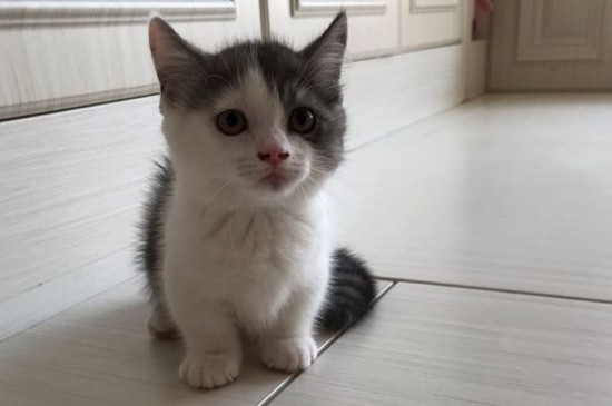猫耳朵怎么清理
