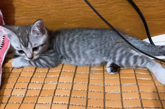猫咪肛门出血