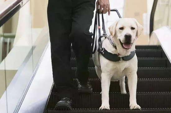 导盲犬小q是什么狗