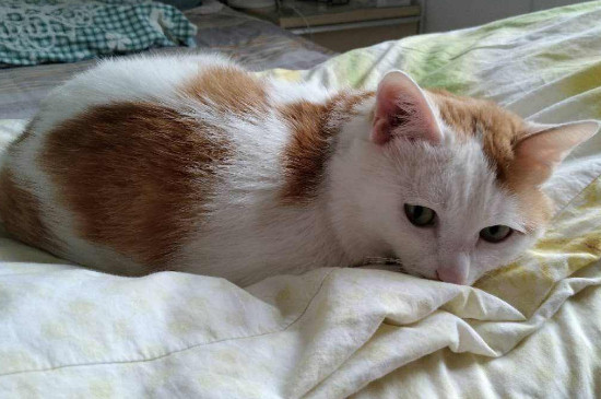 猫咪能吃鸡蛋吗