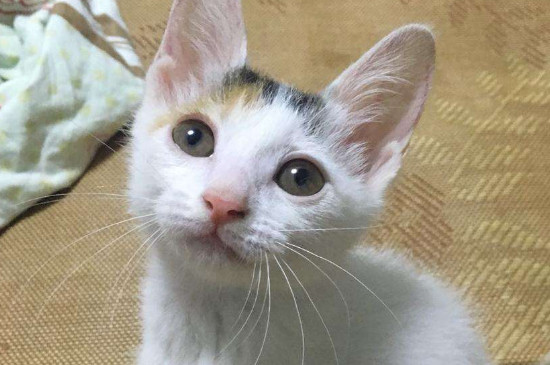 刚满月的小猫怎么喂养
