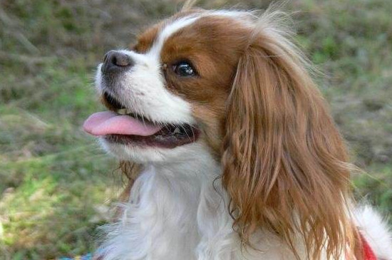 骑士查理王猎犬多少钱，价格大概在800-3000元左右