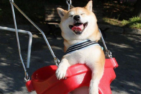 柴犬的笑容会很恐怖，治愈笑容下藏着四大缺点