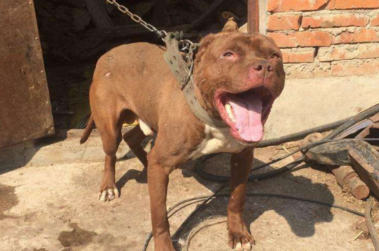 比特犬怎么练死口