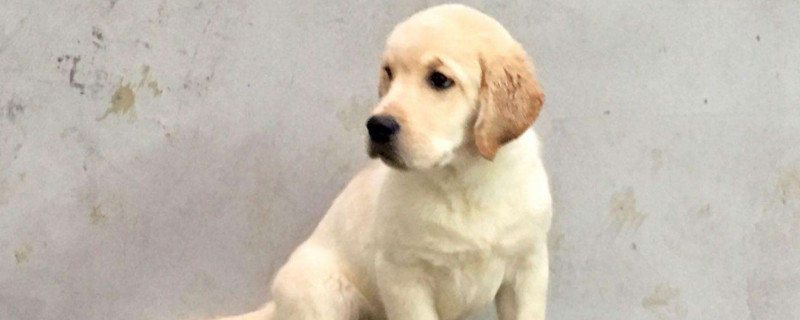 拉布拉多幼犬感冒症状