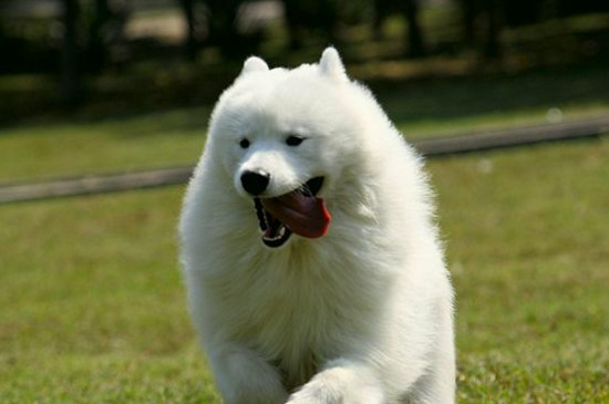 萨摩耶价格一般是多少，宠物级幼犬一只1200～3500元