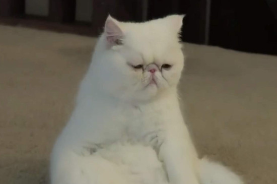 猫咪检疫证明怎么办理