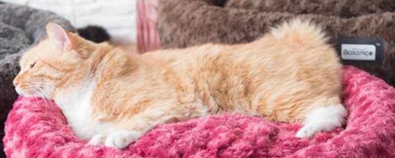 冬天猫咪怎么保暖