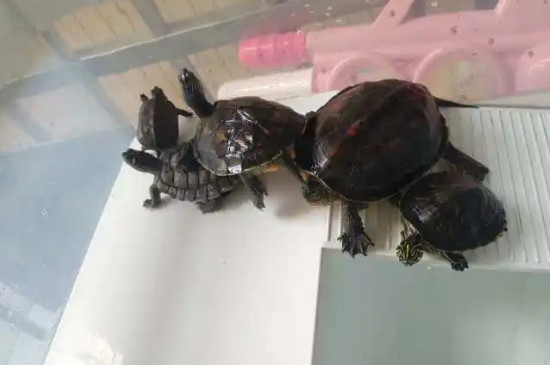 乌龟干养多久补水