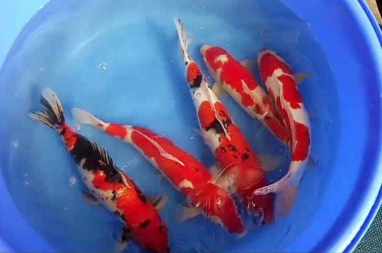 锦鲤水花怎么养