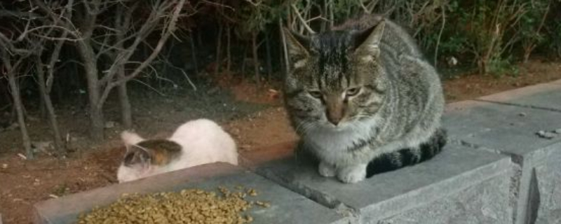 猫吃巧克力多少会致命